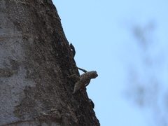 Urosaurus bicarinatus