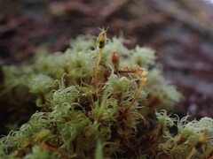 Ulota intermedia