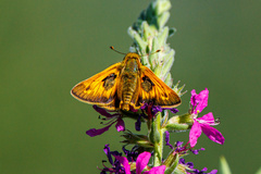 Atalopedes campestris