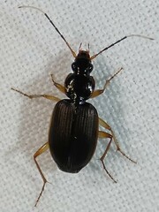 Tetraleucus picticornis