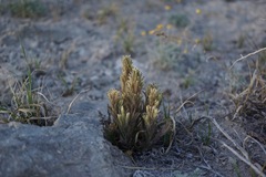 Castilleja pilosa pilosa