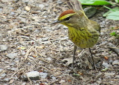 Setophaga palmarum hypochrysea