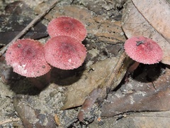 Micropsalliota lateritia