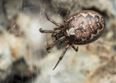 Zygiella montana