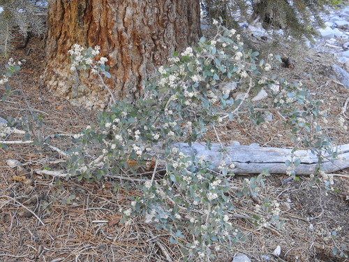 Image of Ceanothus martini by (c) Rachel Stringham, some rights reserved (CC BY)