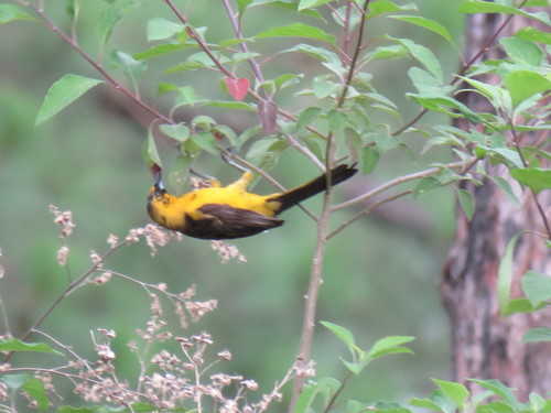 Black-vented Oriole