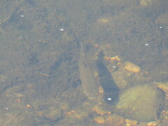 Semotilus atromaculatus