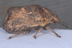 Psacasta tuberculata