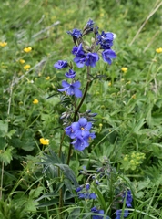 Polemonium caeruleum