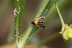 Tripudia flavofasciata