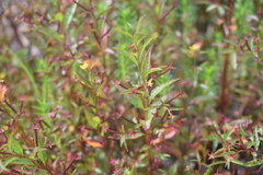 Ludwigia perennis