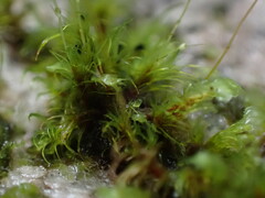 Ditrichum heteromallum