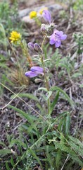 Penstemon gormanii