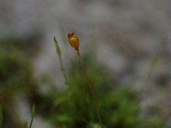 Ditrichum heteromallum