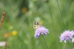 Melanargia galathea