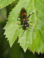 Tenthredo maculata