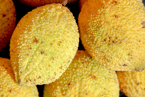 charichuela (Garcinia madruno)