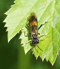 Tenthredo maculata