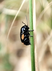 Cryptocephalus moraei
