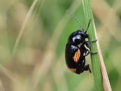 Cryptocephalus moraei
