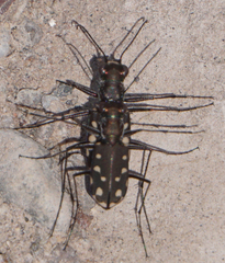 Cicindela sedecimpunctata