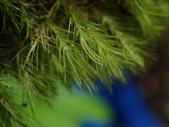 Ditrichum heteromallum