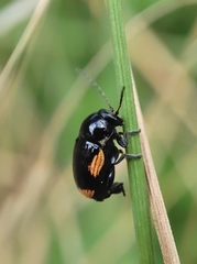Cryptocephalus moraei