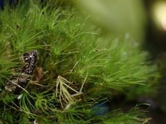 Ditrichum heteromallum