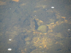 Semotilus atromaculatus