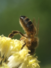 Apis mellifera