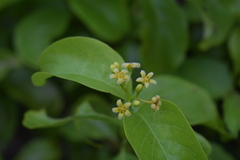 Decalepis hamiltonii