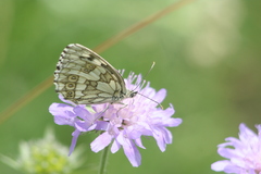 Melanargia galathea
