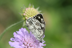 Melanargia galathea