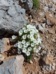 Cerastium julicum