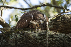 Buteo jamaicensis umbrinus