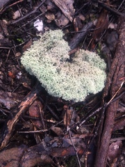 Cladonia confusa