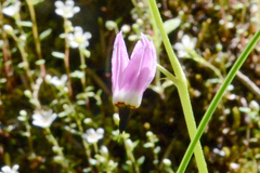 Primula austrofrigida