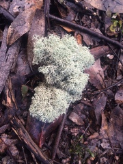 Cladonia confusa