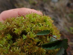 Sphagnum tenellum