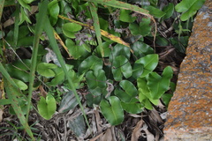Mickelopteris cordata