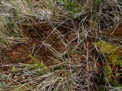 Sphagnum tenellum