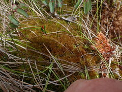 Sphagnum tenellum
