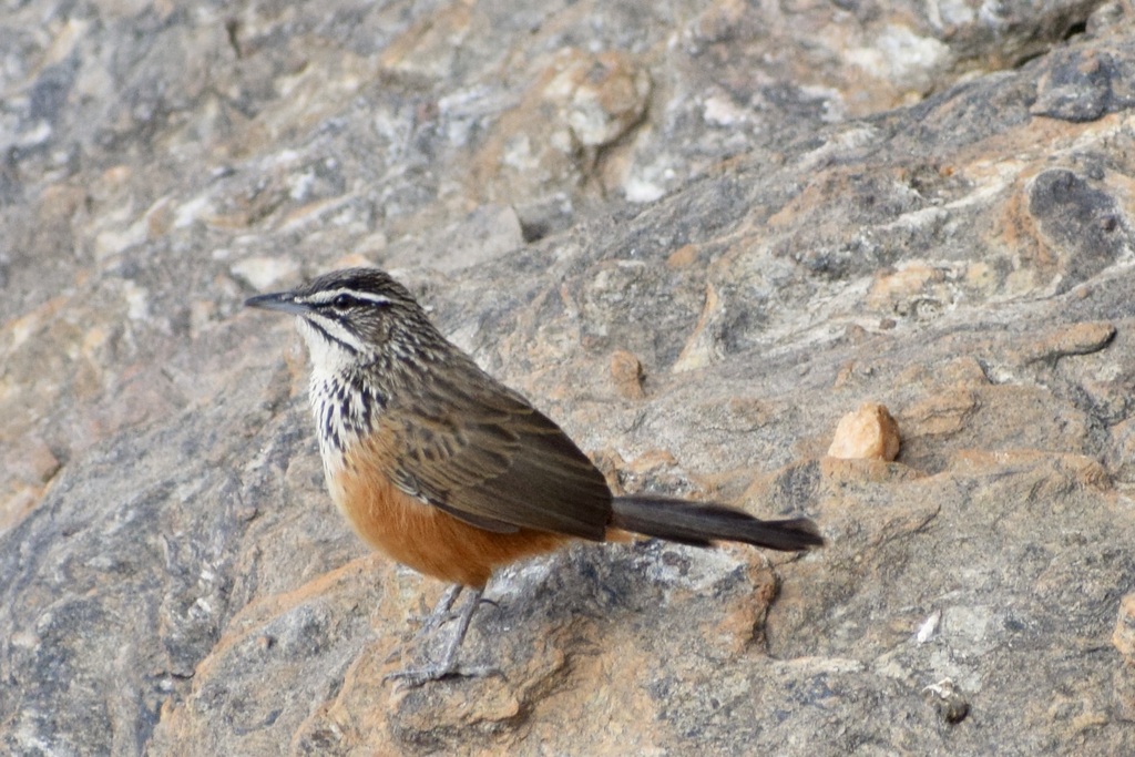 African Warblers