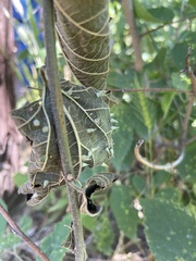 Celticecis spiniformis