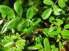 Rosa nitida