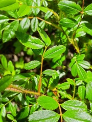Rosa nitida