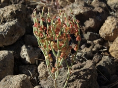 Eriogonum nidularium