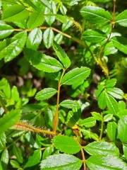 Rosa nitida