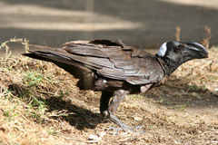 Corvus crassirostris