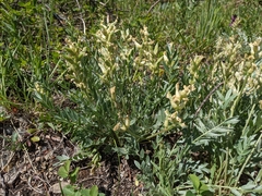 Oxytropis sericea speciosa
